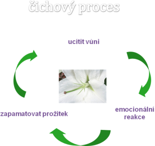 Čichový proces